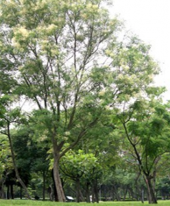 光臘樹